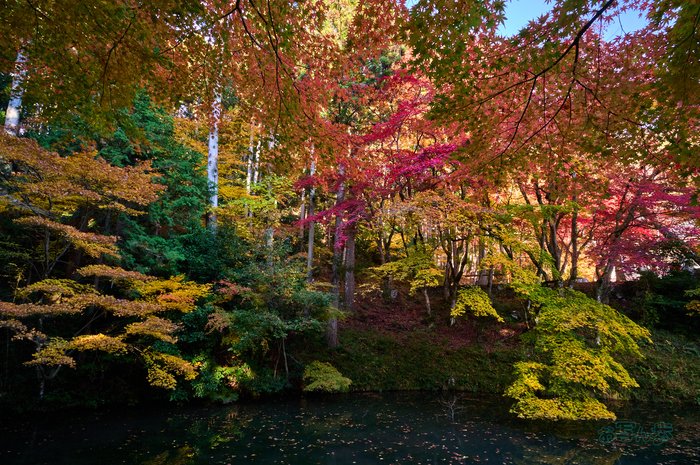 SDIM6516co,20 mm,F10,iso1600(DNG).jpg