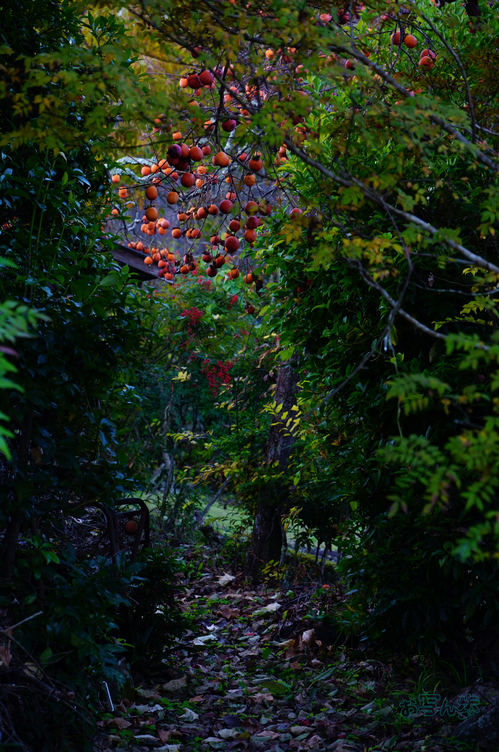 SDIM6550co,92 mm,F6.3,iso1600(JPEG).jpg