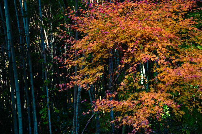 SDIM6779,57 mm,F5.5,1-60 秒,iso1000(JPEG).jpg