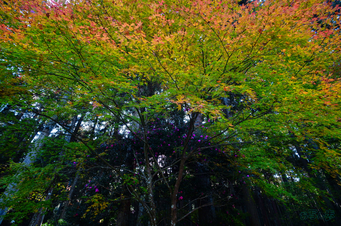 SDIM6780,20 mm,F11,1-20 秒,iso2000(JPEG) 1.jpg