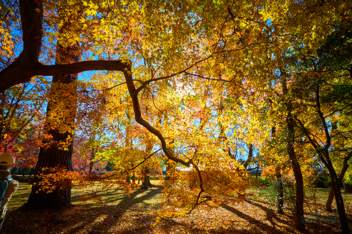 SDIM9115co,20 mm,F22,iso1000(DNG).jpg