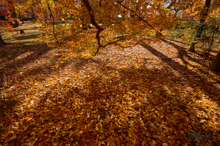 SDIM9116co,20 mm,F11,iso250(DNG)_1.jpg