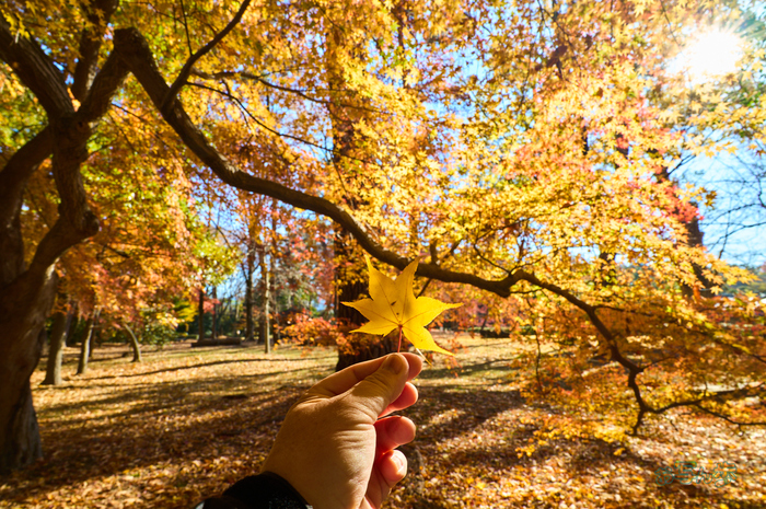 SDIM9117co,20 mm,F11,iso250(DNG).jpg