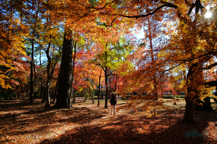 SDIM9122co,20 mm,F11,iso160(JPEG).jpg