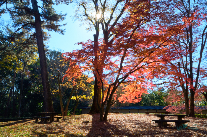 SDIM9136co,33 mm,F29,iso1250(DNG).jpg