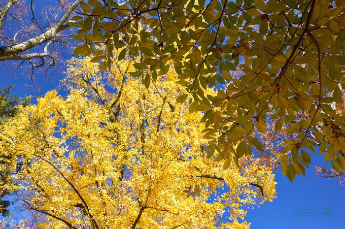 SDIM9193co,27 mm,F6.2,iso100(DNG)_1.jpg