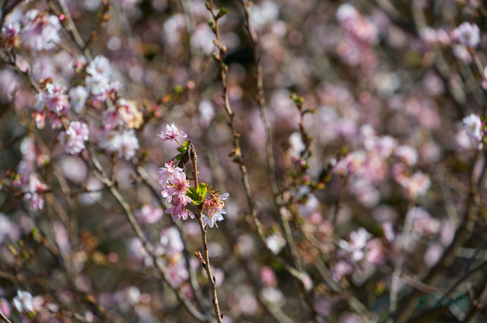 SDIM9205co,189 mm,F7.1,iso250(DNG).jpg