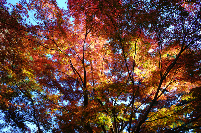 SDIM9220co,20 mm,F11,iso250(JPEG).jpg