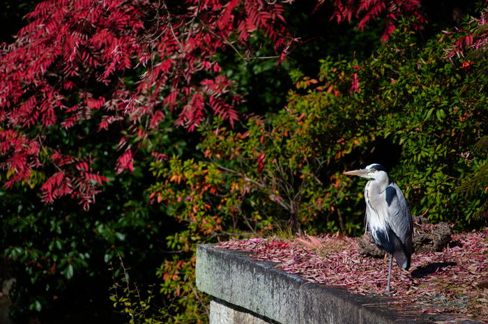 SDIM9229co,200 mm,F6.3,iso100(JPEG).jpg