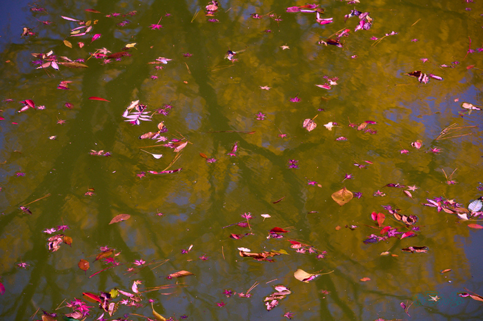 SDIM9247co,186 mm,F11,iso500(DNG).jpg