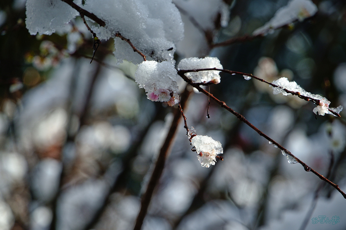 SDIM0058,200 mm,F9,iso400_1-200 秒(JPEG).jpg