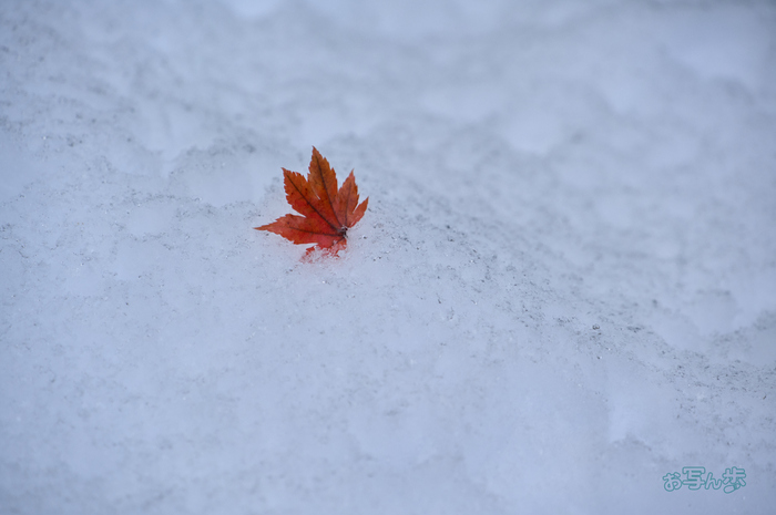 SDIM0096co,149 mm,F6.3,iso800(DNG).jpg