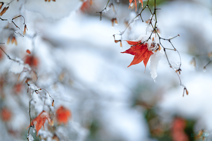 SDIM0184,135 mm,F1.4,iso100_1-1000 秒(JPEG).jpg