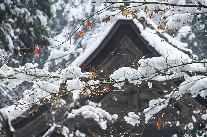 SDIM0217,187 mm,F11,iso1000_1-200 秒(DNG).jpg