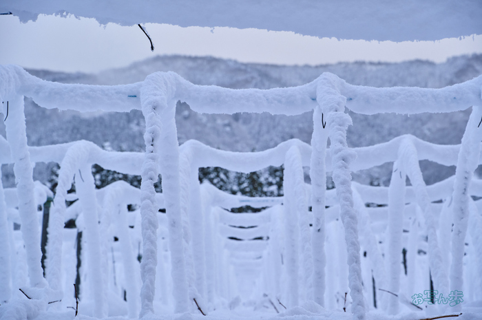 SDIM1066co,110 mm,F10,iso500(DNG).jpg