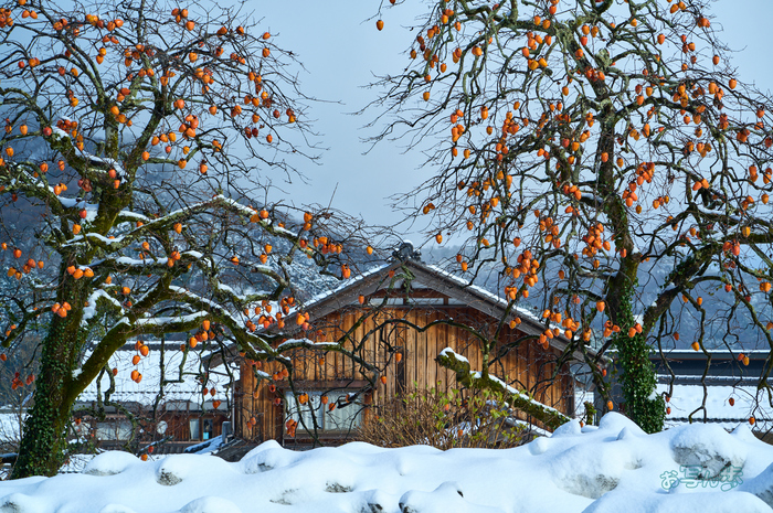 SDIM1350co,84 mm,F6,iso100(DNG).jpg