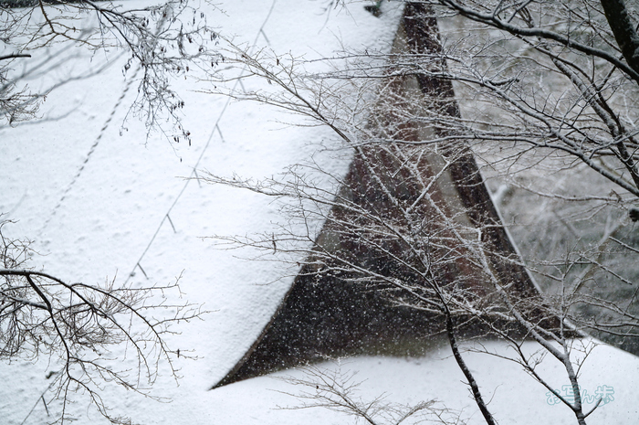 SDIM2472co,135 mm,F1.4,iso800(JPEG).jpg