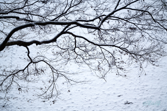 SDIM2479co,135 mm,F1.4,iso800(JPEG).jpg