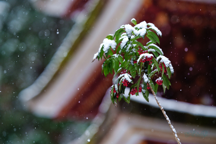 SDIM2489co,135 mm,F2,iso800(JPEG).jpg