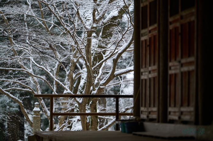 SDIM2504co,135 mm,F1.4,iso800(DNG).jpg