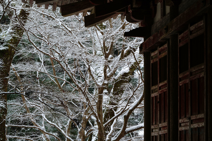 SDIM2519co,135 mm,F8,iso800(JPEG).jpg