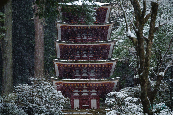 SDIM2561co,135 mm,F1.4,iso1600(JPEG).jpg