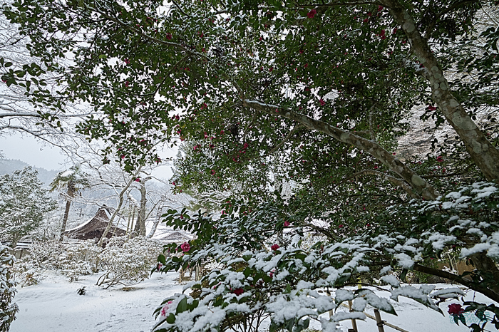 SDIM2662,20 mm,F10,iso400_1-80 秒(DNG) 1.jpg