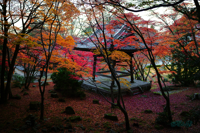 SDIM7858co,35 mm,F1.2,iso100(JPEG).jpg