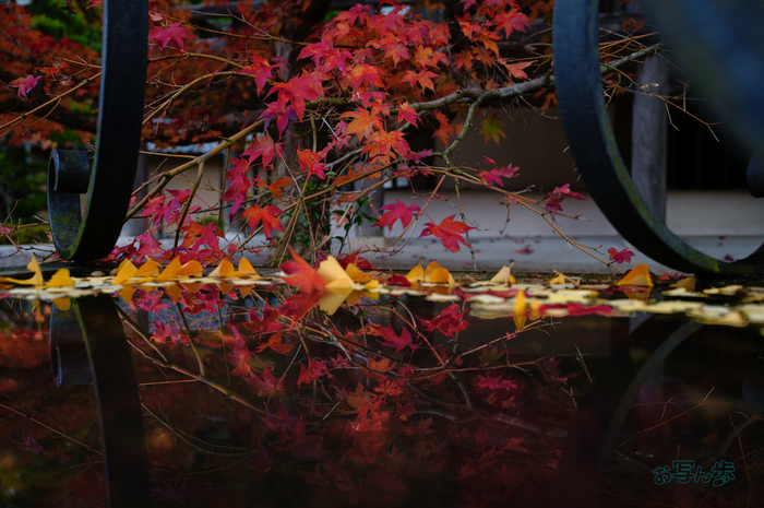 SDIM8141co,35 mm,F4,iso250(JPEG)_1.jpg