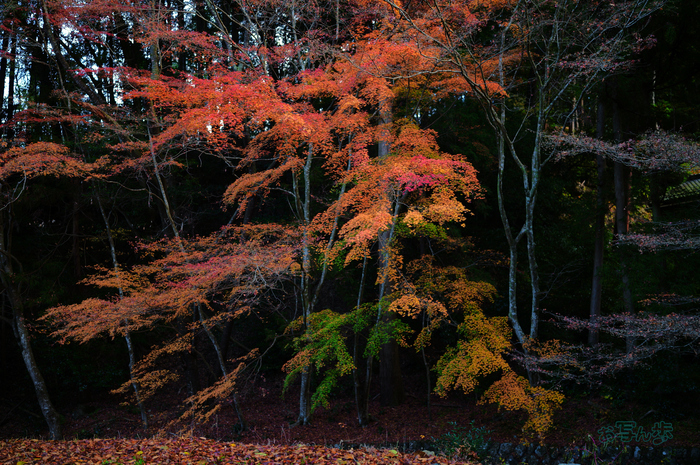 SDIM8255co,35 mm,F1.2,iso100(JPEG).jpg