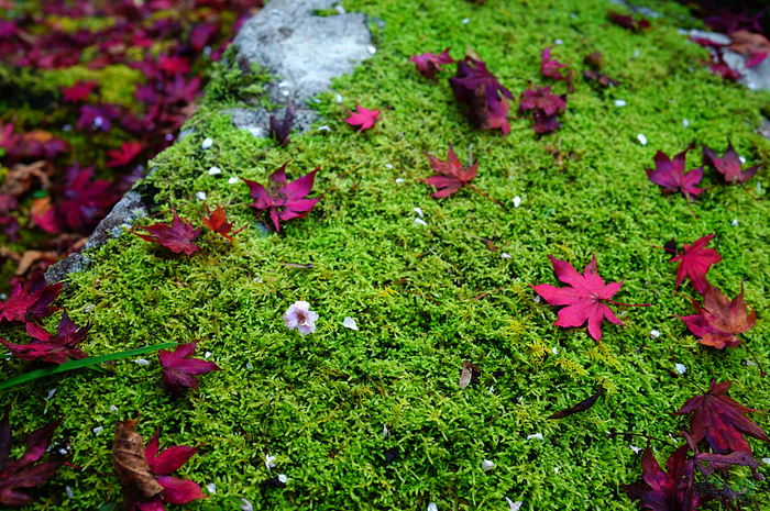 SDIM8377,35 mm,F4.5,iso640_1-40 秒(JPEG).jpg