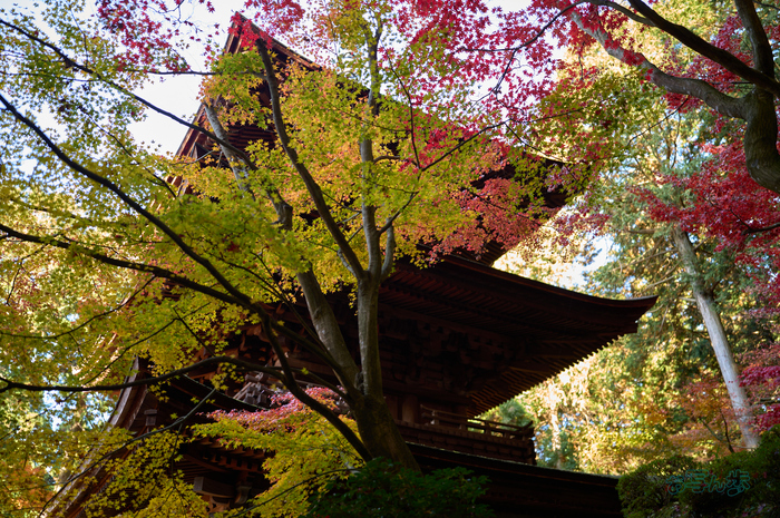 SDIM8721co,35 mm,F1.2,iso100(DNG).jpg