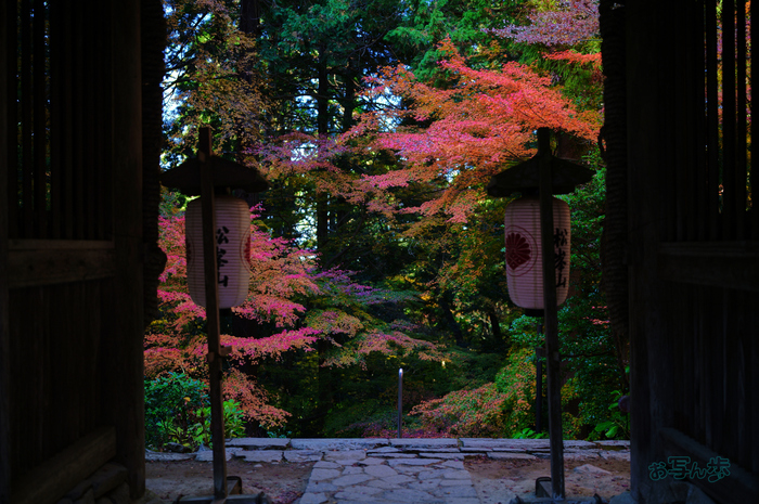 SDIM8777co,35 mm,F1.2,iso100(JPEG).jpg