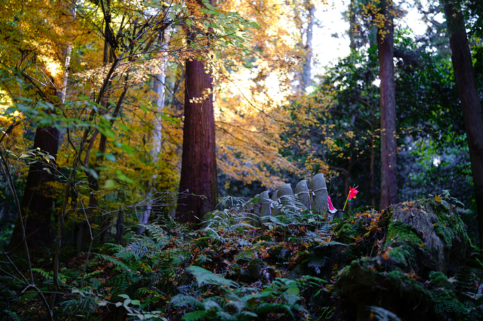 SDIM8781,35 mm,F1.2,iso160_1-40 秒(JPEG).jpg