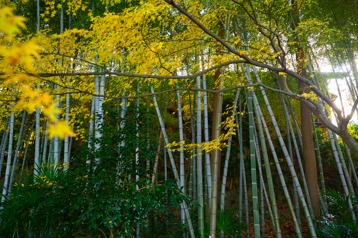 SDIM8830,35 mm,F3.2,1-40 秒,iso160(DNG).jpg