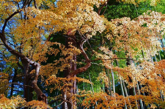 SDIM8847,35 mm,F10,1-40 秒,iso400(JPEG).jpg