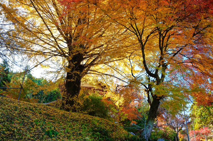 SDIM8925,35 mm,F9,1-40 秒,iso640(JPEG).jpg