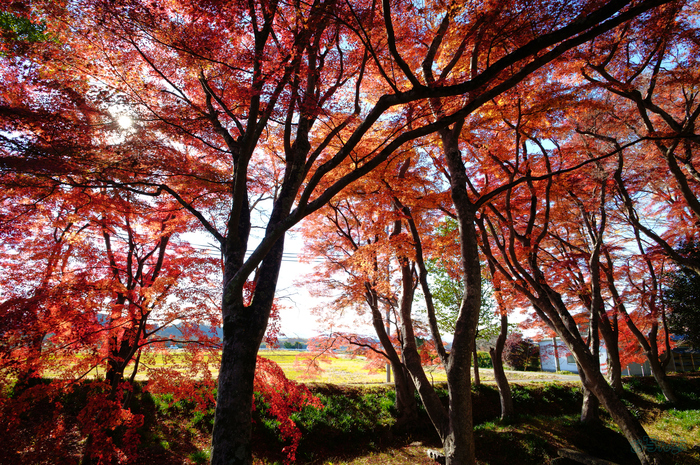 SDIM9029,20 mm,F10,1-20 秒,iso125(JPEG).jpg