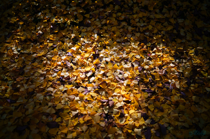 SDIM9099,35 mm,F1.2,1-2000 秒,iso100(JPEG).jpg