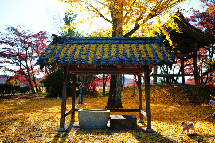 SDIM9100,35 mm,F1.2,1-1250 秒,iso100(JPEG).jpg