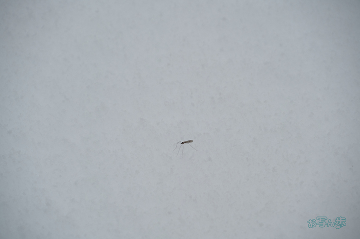 SDIM9463co,166 mm,F8,iso1000(DNG).jpg