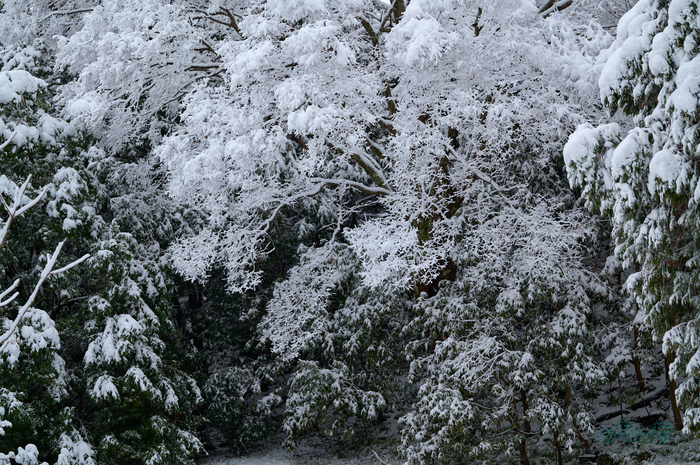 SDIM9499co,135 mm,F1.4,iso100(DNG).jpg