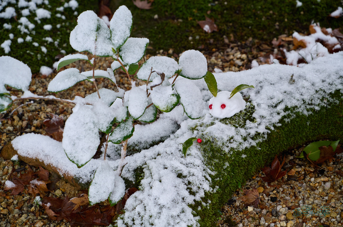 SDIM9897co,79 mm,F7.1,iso1600(DNG).jpg