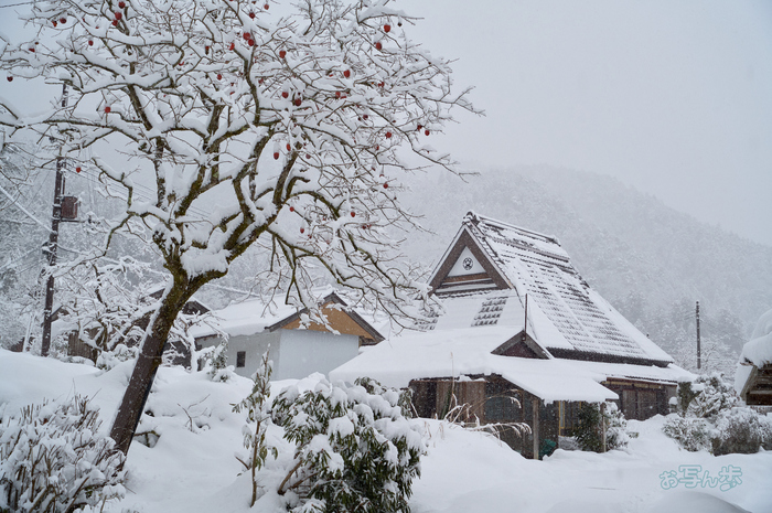 SDIM2885co,40 mm,F5.7,iso800(DNG).jpg