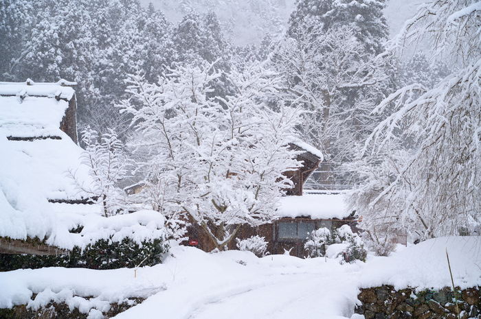 SDIM2905co,54 mm,F8,iso1600(DNG).jpg