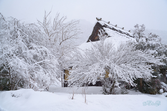 SDIM2914co,43 mm,F8,iso1600(DNG).jpg