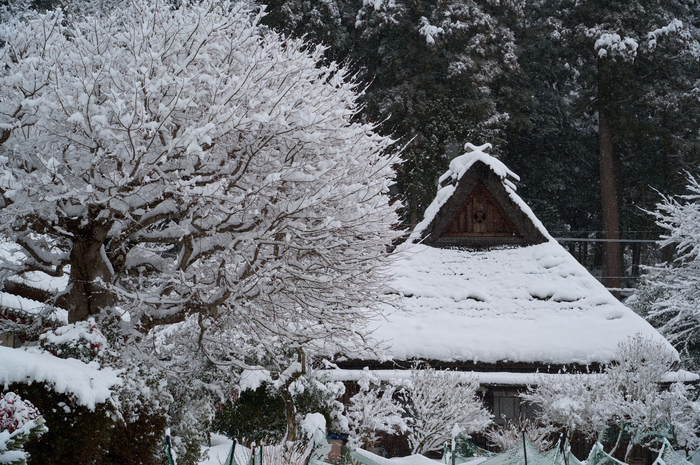 SDIM3011co,63 mm,F9,iso800(DNG).jpg