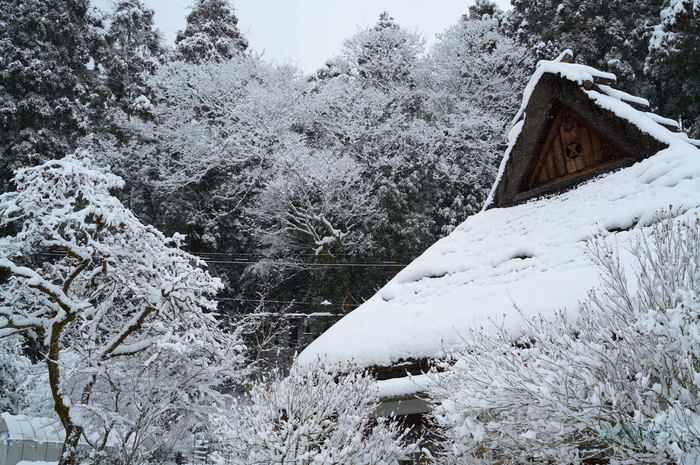 SDIM3029co,36 mm,F10,iso800(DNG).jpg