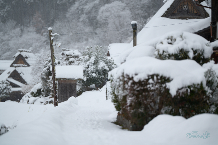 SDIM3082co,135 mm,F1.4,iso400(DNG).jpg