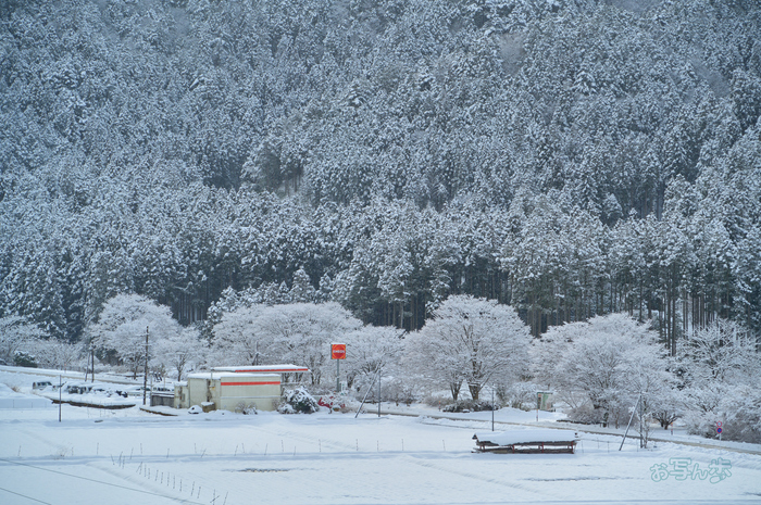 SDIM3195co,131 mm,F9,iso400(DNG).jpg